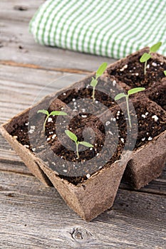 Gardening square organic planting pots with tomato plant sprout