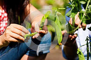 Gardening in summer - couple harvesting beans