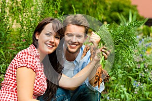 Gardening in summer - couple harvesting carrots