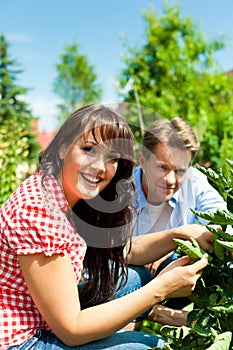 Gardening in summer - couple harvesting tomatoes