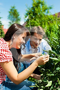 Gardening in summer - couple harvesting tomatoes