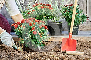 Gardening in summer. Female hands planting garden flowers in the garden in summer evening