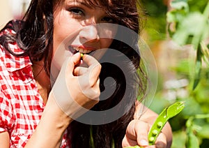 Gardening in summer - woman harvesting peas