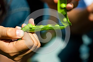 Gardening in summer - woman harvesting peas