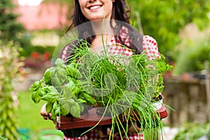 Gardening in summer - woman with herbs