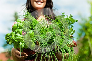 Gardening in summer - woman with herbs