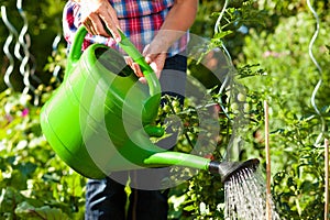 Gardening in summer - woman watering plants