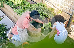 Gardening, sustainability and dad with child from above with plants, teaching and learning with growth and nature. Fun