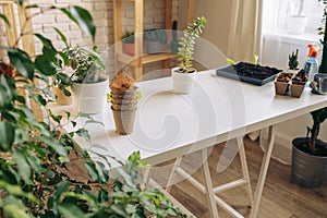 Gardening table with plants and empty flowerpots