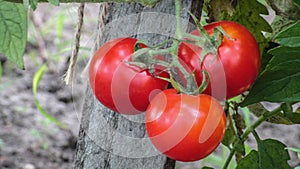 Gardening tomato. Ripe red tomatoes hanging in the garden.