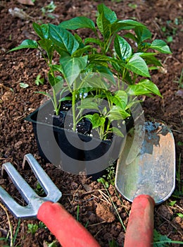 Gardening Tools