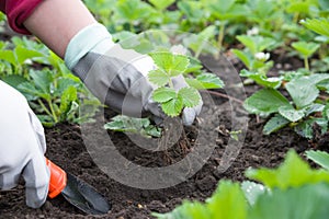 Gardening tools