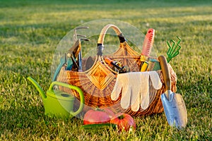 Gardening tools in basket and watering can on grass. Freshly harvested tomatoes, organic food concept.