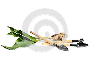 Gardening tools and bulbous plants isolated on white background