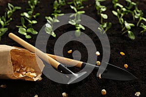 Gardening tools  corn seeds and vegetable seedlings in fertile soil