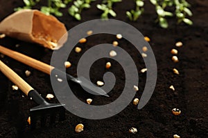 Gardening tools, corn seeds and vegetable seedlings in fertile soil, closeup. Space for text