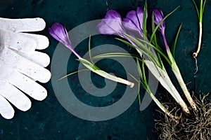 Gardening tools, crocus flower. spring