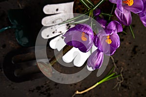 Gardening tools, young seedlings, crocus flower. spring