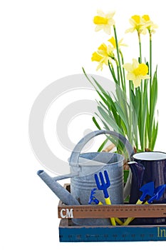 Gardening tools with daffodils