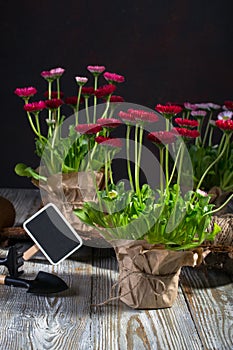 Gardening tools and daisy spring flowers ready for planting on dark wooden background