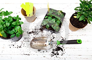 Gardening tools and flower on wooden background.