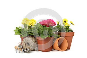 Gardening tools and flowers isolated on background
