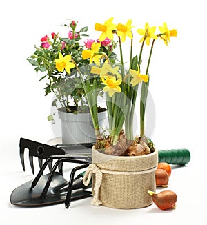 Gardening tools and flowers isolated on white