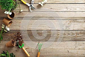 Gardening tools, flowers, plant, pot, scattered earth, seeds on wooden background with copy space for text, flat lay composition,