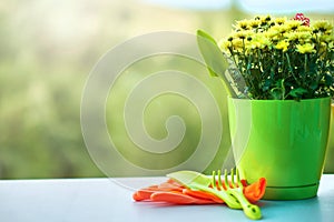 Gardening tools, flowers, rope, brushes and gardening gloves. Spring, summer or garden concept background with free text
