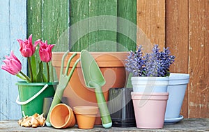 Gardening tools and flowers: tulips, terracotta clay flower pots with black plastic containers and garden tools on wooden table