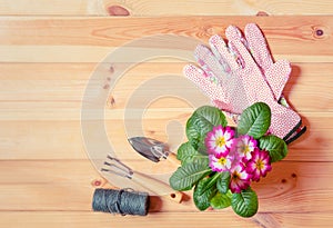 Gardening tools, garden gloves and primula flower on wooden background. Top view, copy space