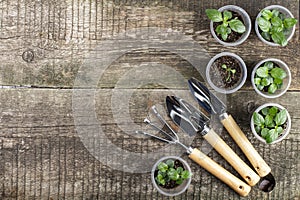 Gardening tools and glasses with seedlings on an old rustic wooden table, top view