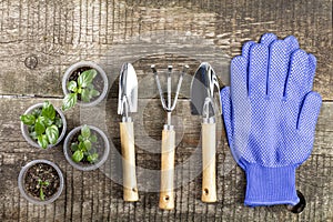 Gardening tools, gloves and glasses with seedlings on an old rustic wooden table, top view
