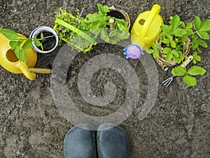 Gardening tools, green boots, watering can, seedlings, plants and soil