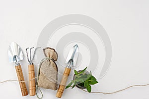 Gardening tools and green plant in flower pot on white background, copy space