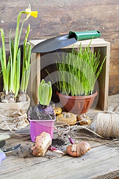 Gardening tools, greens in pots, tubers (bulbs) gladiolus, hyacinth and yellow narcissus on dark wooden table