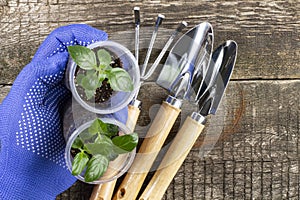 Gardening tools, hand in glove and glasses with seedlings on an old rustic wooden table, top view