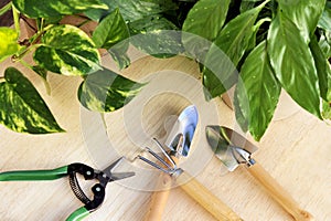 Gardening tools and houseplants