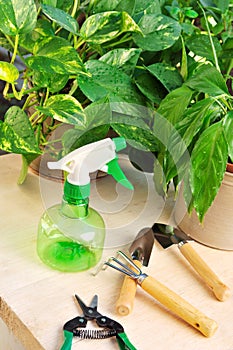 Gardening tools and houseplants