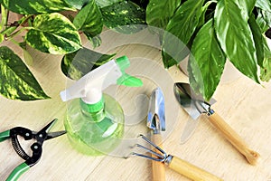 Gardening tools and houseplants