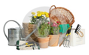 Gardening tools and houseplants on white background