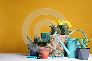 Gardening tools and houseplants on white table. Space for text