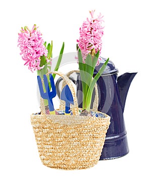 Gardening tools with hyacinth