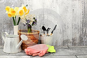 Gardening tools, hyacinth flowers and daffodils, watering can on concrete background. Concept of spring gardening work. Floral