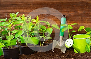 Gardening tools, lavender,rosmary, strawberry plants and seedlings on soil