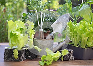 gardening tools with lettuce ready to plant and vegetable seedlings