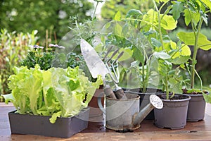 gardening tools with lettuce and vegetable seedlings on a table in garden