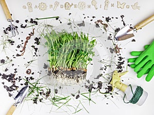 Gardening tools, microgreen with soil