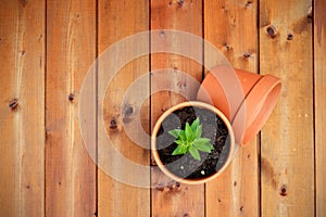 Gardening tools and objects on old wooden background