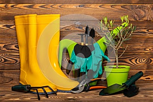 Gardening tools and olive tree on brown background.